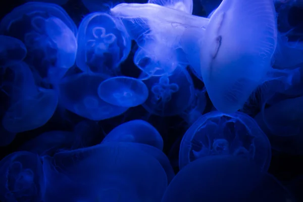 Maneter i blått vatten — Stockfoto