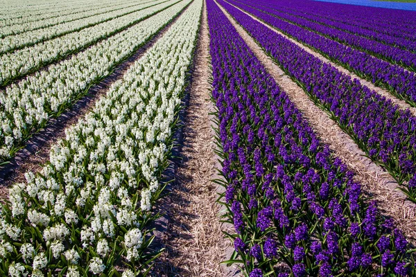 Hyacinths on dutch field — Stock Photo, Image