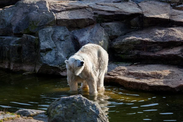 白極熊 — ストック写真
