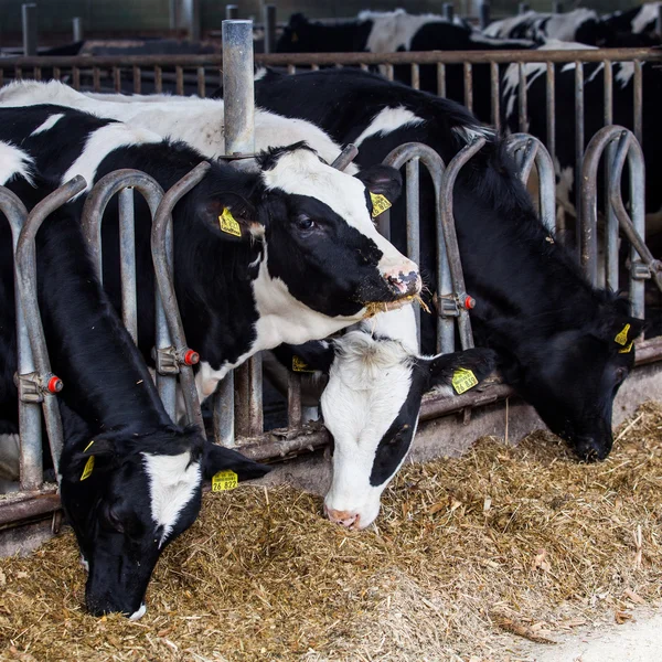 Vacas comendo em uma fazenda . — Fotografia de Stock