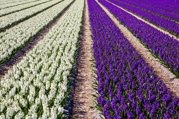 Hyacinths on dutch field — Stock Photo, Image