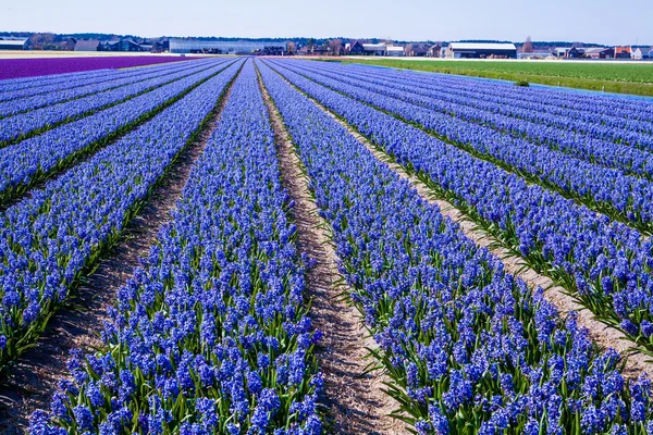 Hyacinter på nederländska fält — Stockfoto