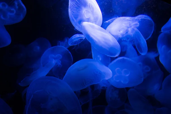 Meduse in acqua blu — Foto Stock