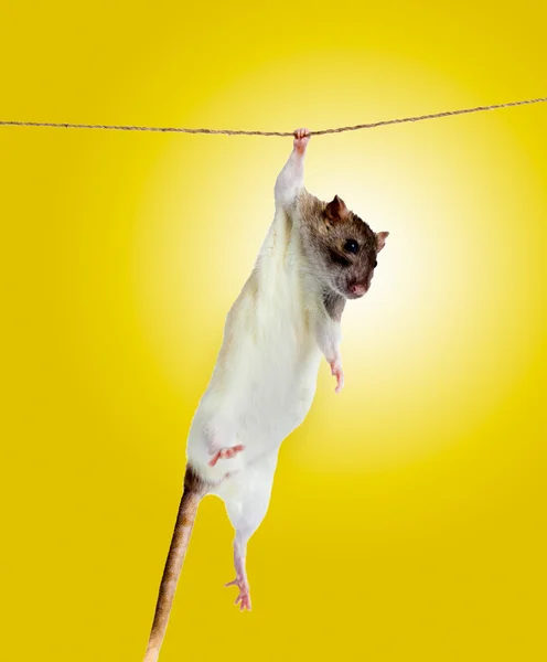 Крысы хватаются за веревку — стоковое фото
