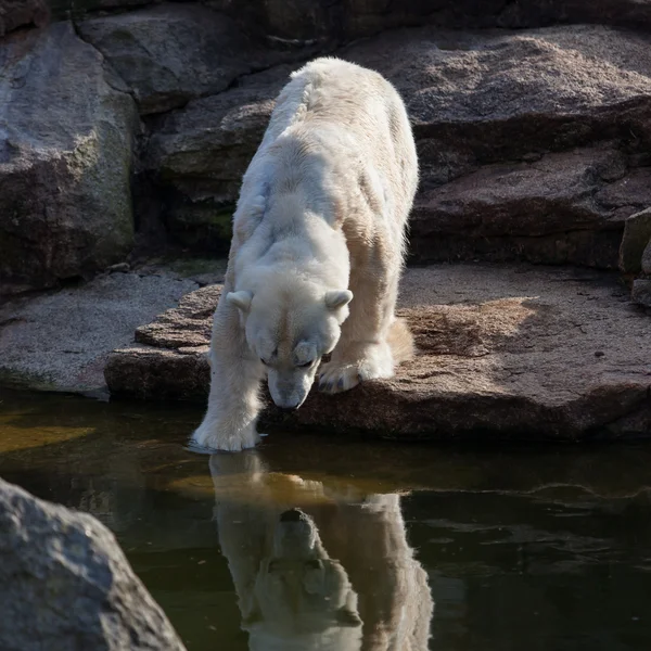 Witte ijsbeer — Stockfoto