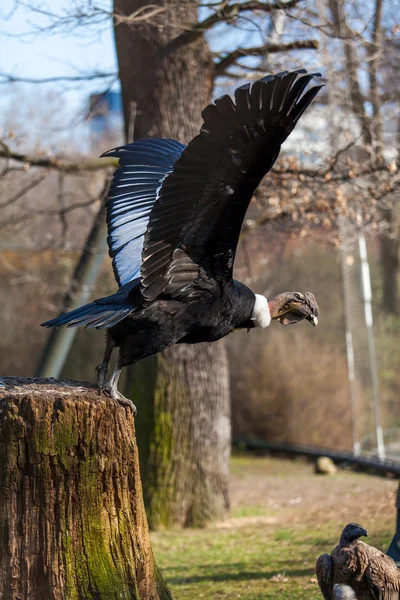 Griffon gam i vilda — Stockfoto