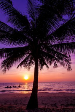 Sunset over palm tree
