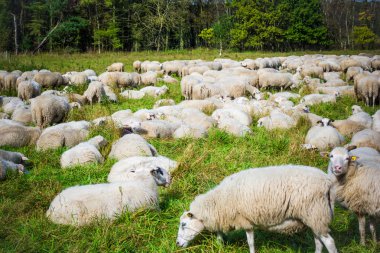 beyaz koyun sürüsü