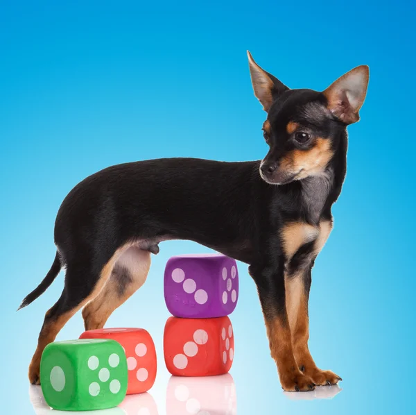 Schattig chihuahua pup — Stockfoto