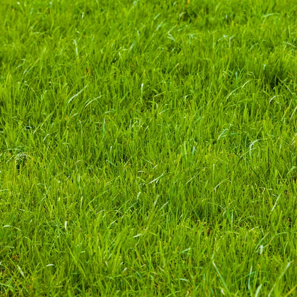 Φρέσκο πράσινο γρασίδι — Φωτογραφία Αρχείου