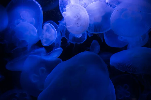 Medusas en agua azul — Foto de Stock