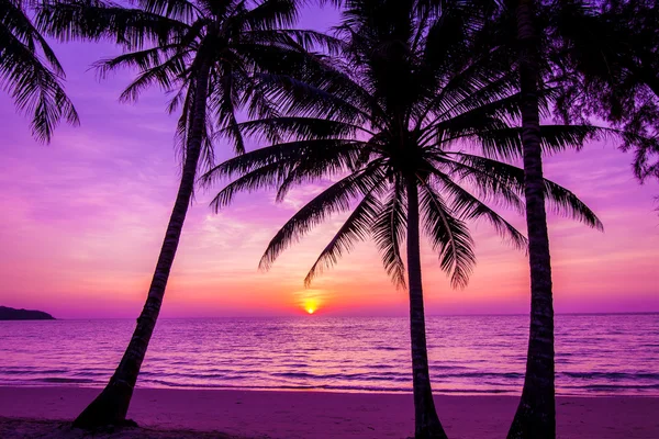 Coucher de soleil sur les palmiers — Photo