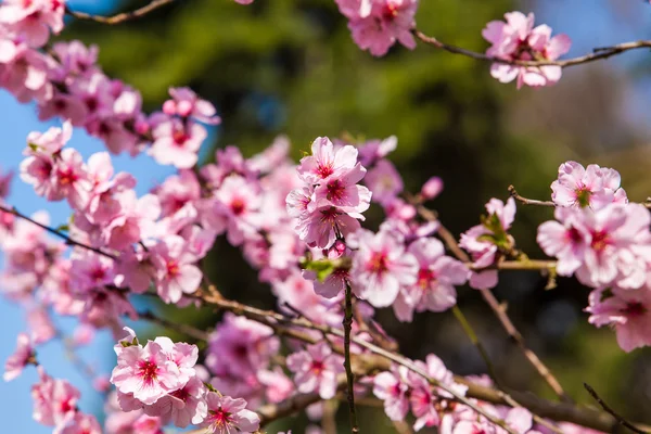 Flores sakura rosa — Fotografia de Stock