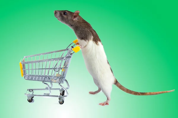 Rat with shopping cart — Stock Photo, Image