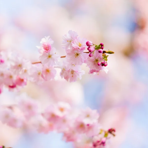 Květy růžové sakura — Stock fotografie