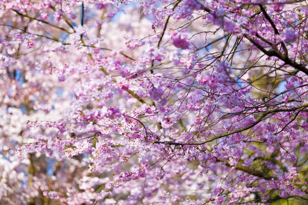 Pembe sakura çiçekler — Stok fotoğraf