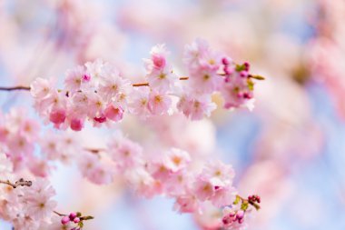 pembe sakura çiçekler