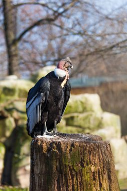 Vahşi Kızıl akbaba