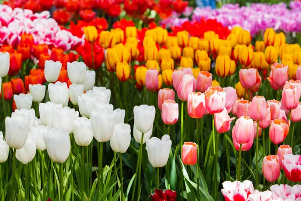 Tulipas bonitas no parque — Fotografia de Stock