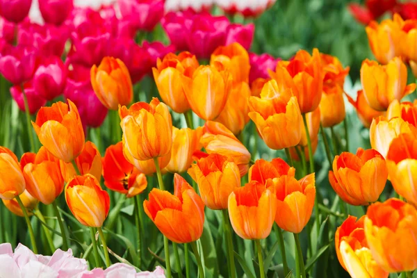 Mooie tulpen in park — Stockfoto