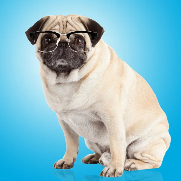 Pug dog in glasses — Stock Photo, Image