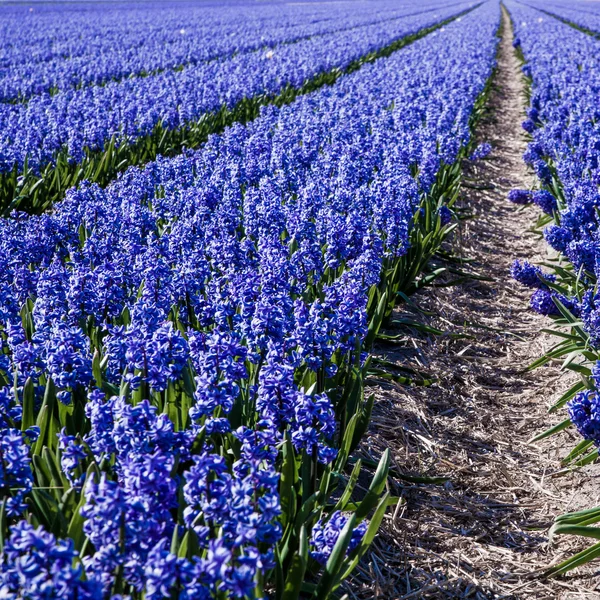 Hyacinths on dutch field — Stock Photo, Image