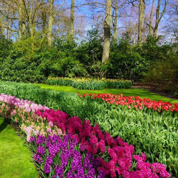 Flores de primavera creciendo — Foto de Stock