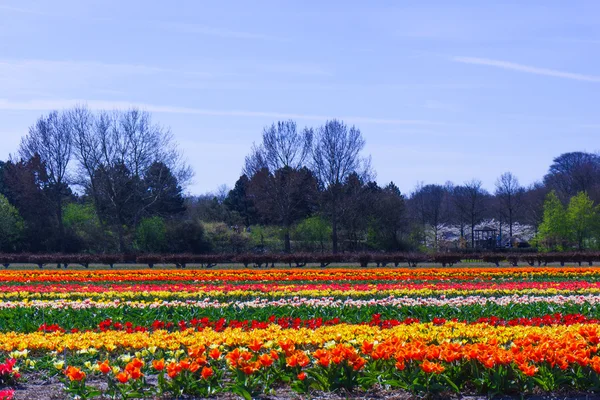 Flores de tulipa crescendo — Fotografia de Stock