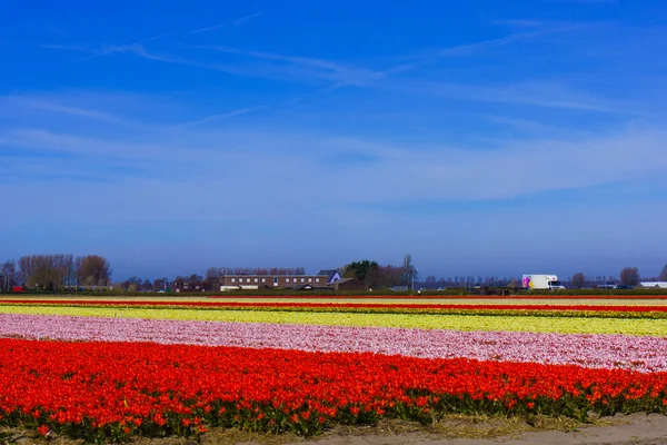 Tulipán květy rostoucí — Stock fotografie