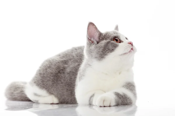 Britânico gato shorthair deitado — Fotografia de Stock