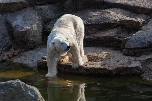 Orso polare bianco — Foto Stock