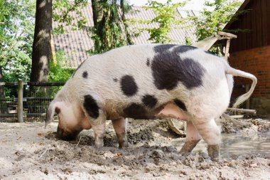 Pet pig on a farm