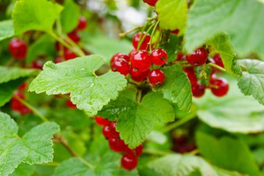 Frenk üzümü çilek