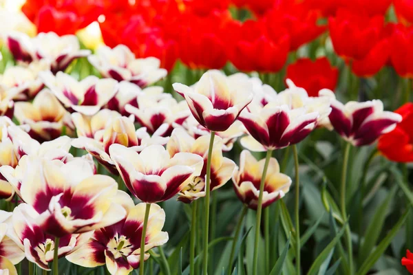 Красиві тюльпани в парку — стокове фото