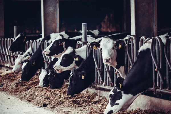 Vacas comendo em uma fazenda . — Fotografia de Stock