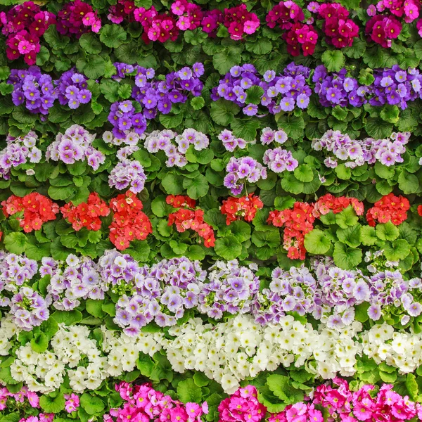 Colorful Spring flowers — Stock Photo, Image
