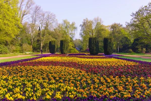 Mooie bloemen bloeien — Stockfoto