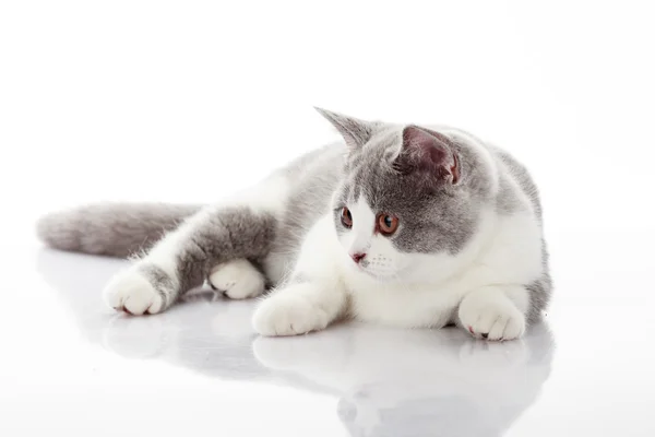 Британська короткошерста кішка лежачи — стокове фото