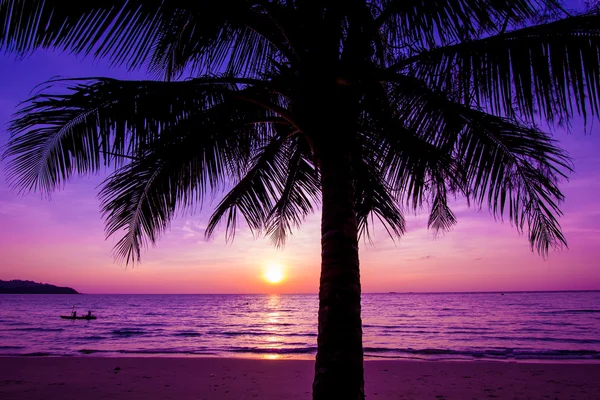 Sunset over palm tree — Stockfoto