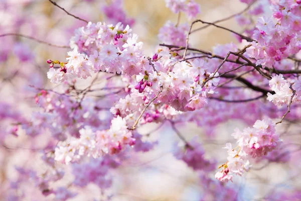 Сакура рожеві квіти — стокове фото