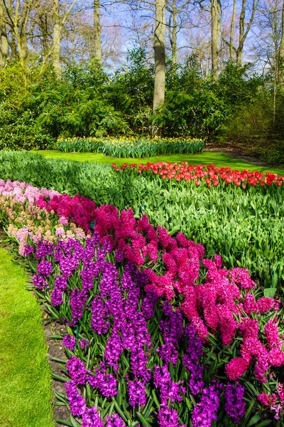 Hermosas flores de primavera — Foto de Stock