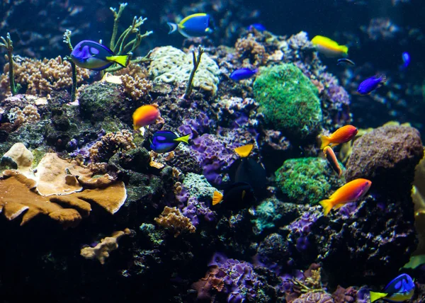 Тропічна риба в кораловому рифі — стокове фото