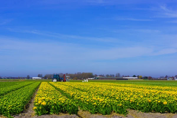 Campo de flores de tulipán . — Foto de Stock