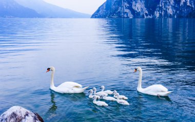 Garda Gölü Swan ailede