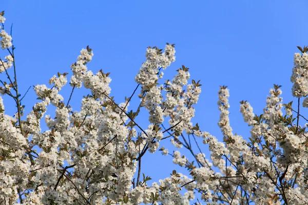 Gałęzie drzew kwitnących — Zdjęcie stockowe