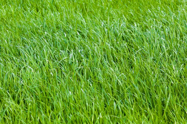 Green grass texture — Stock Photo, Image