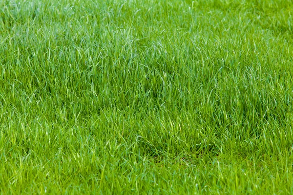 Green grass texture — Stock Photo, Image