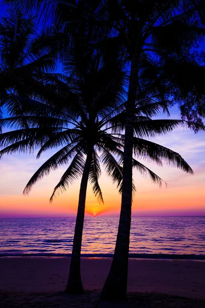Tramonto con palma tropicale — Foto Stock