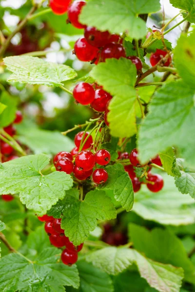 Fresh Red currants — Stock Photo, Image