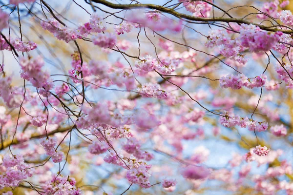 Zweige der blühenden Sakura — Stockfoto